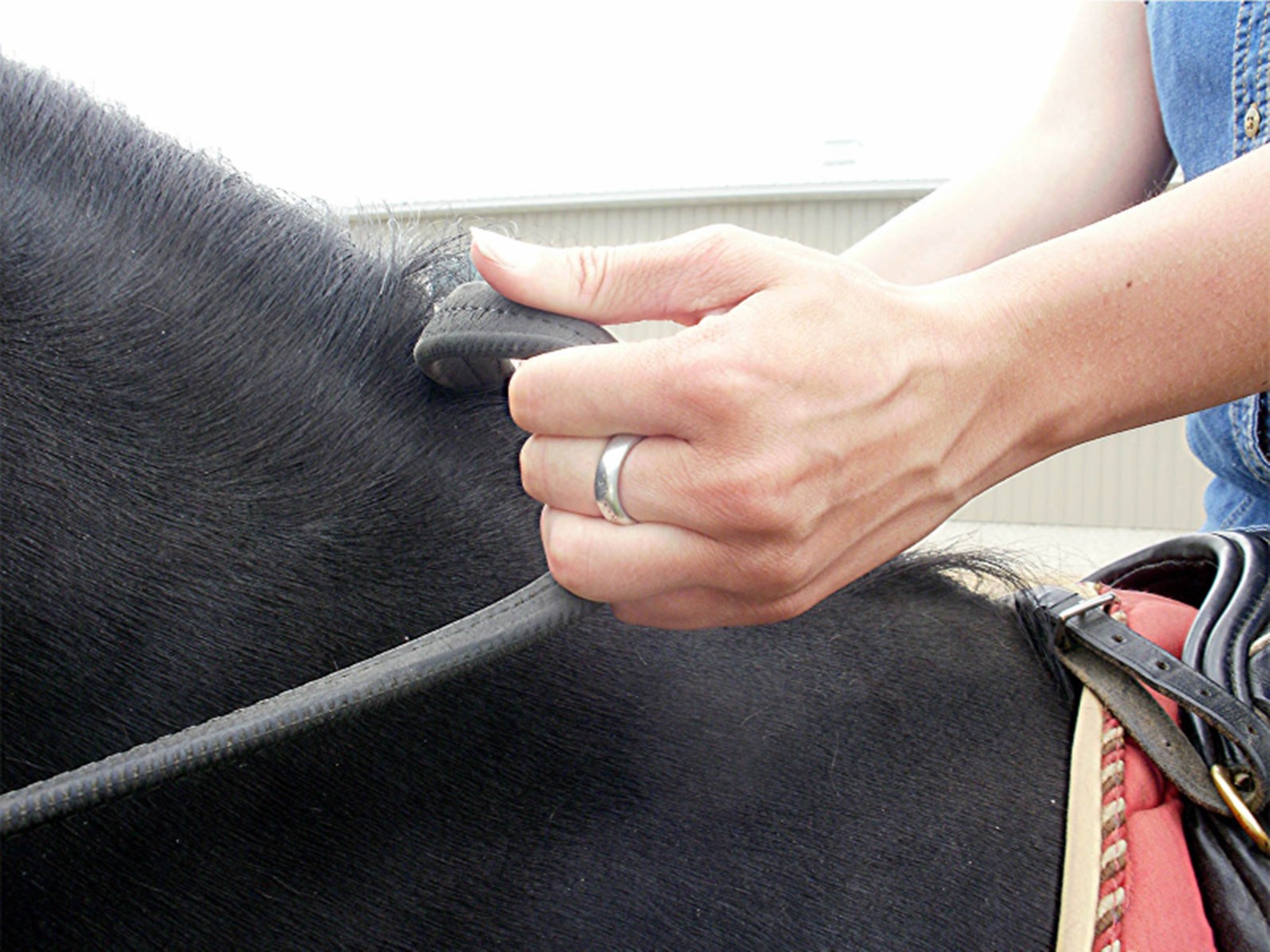BFR Section 11 Holding the Reins