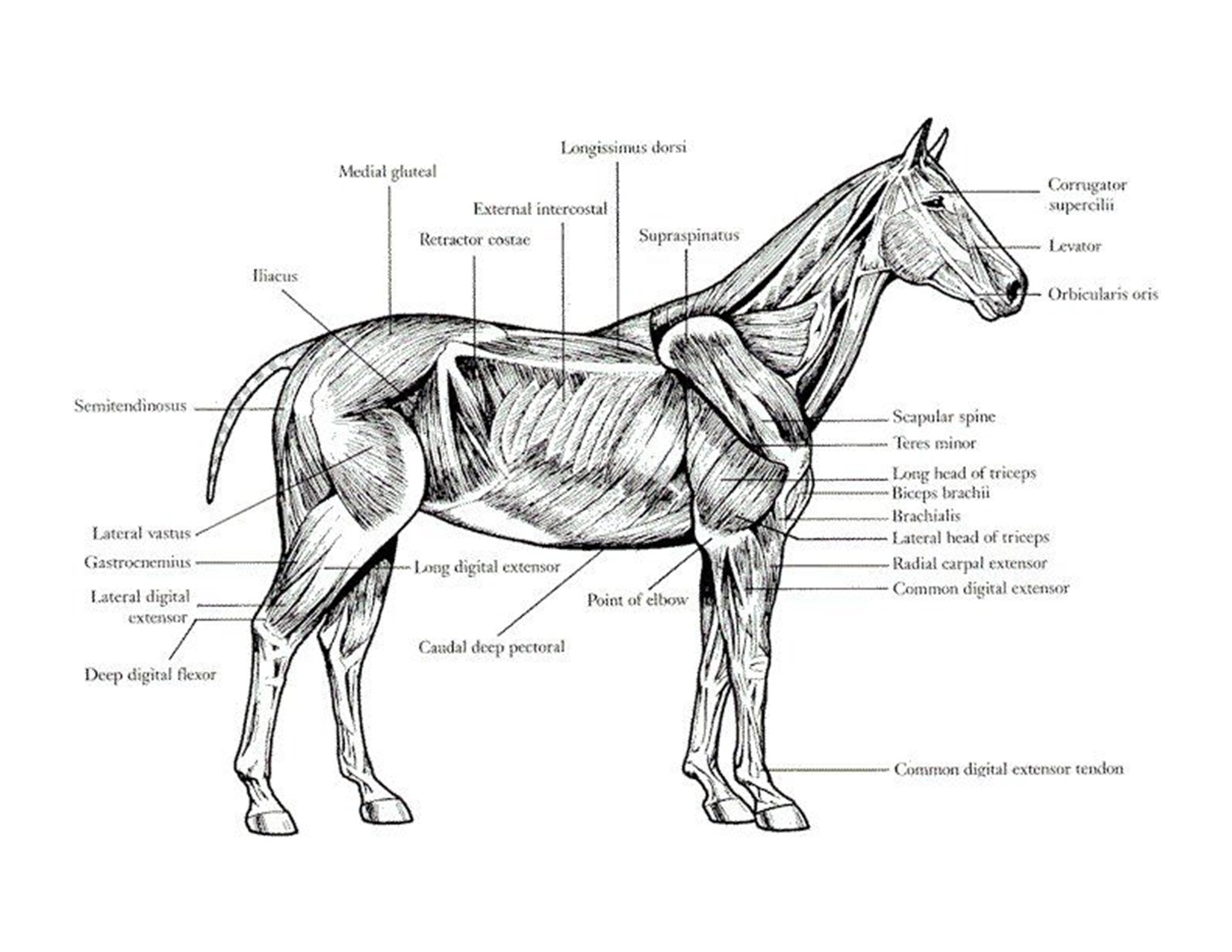 Horses 101 – Muscular System